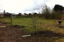 The Beginnings Of A New Cider Orchard @ Chez Tostevin